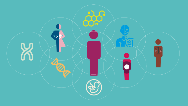 Biologische en culturele facturen sekse en gender